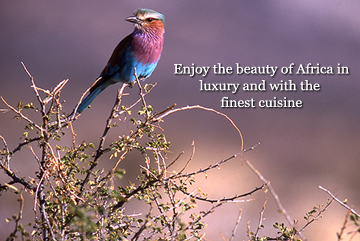 Lilac Breasted Roller